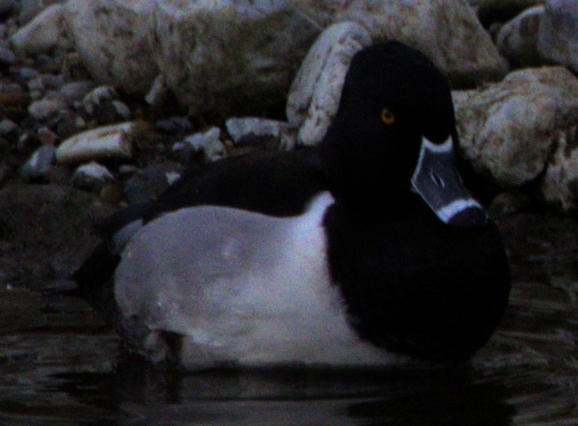 Ring-necked Duck - ML614417559