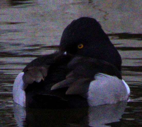 Ring-necked Duck - ML614417560
