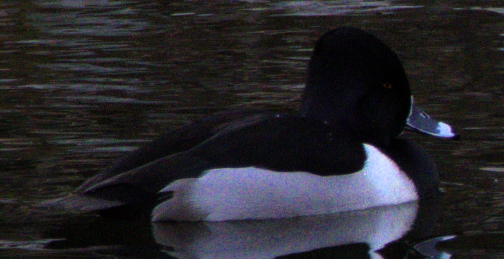 Ring-necked Duck - ML614417561