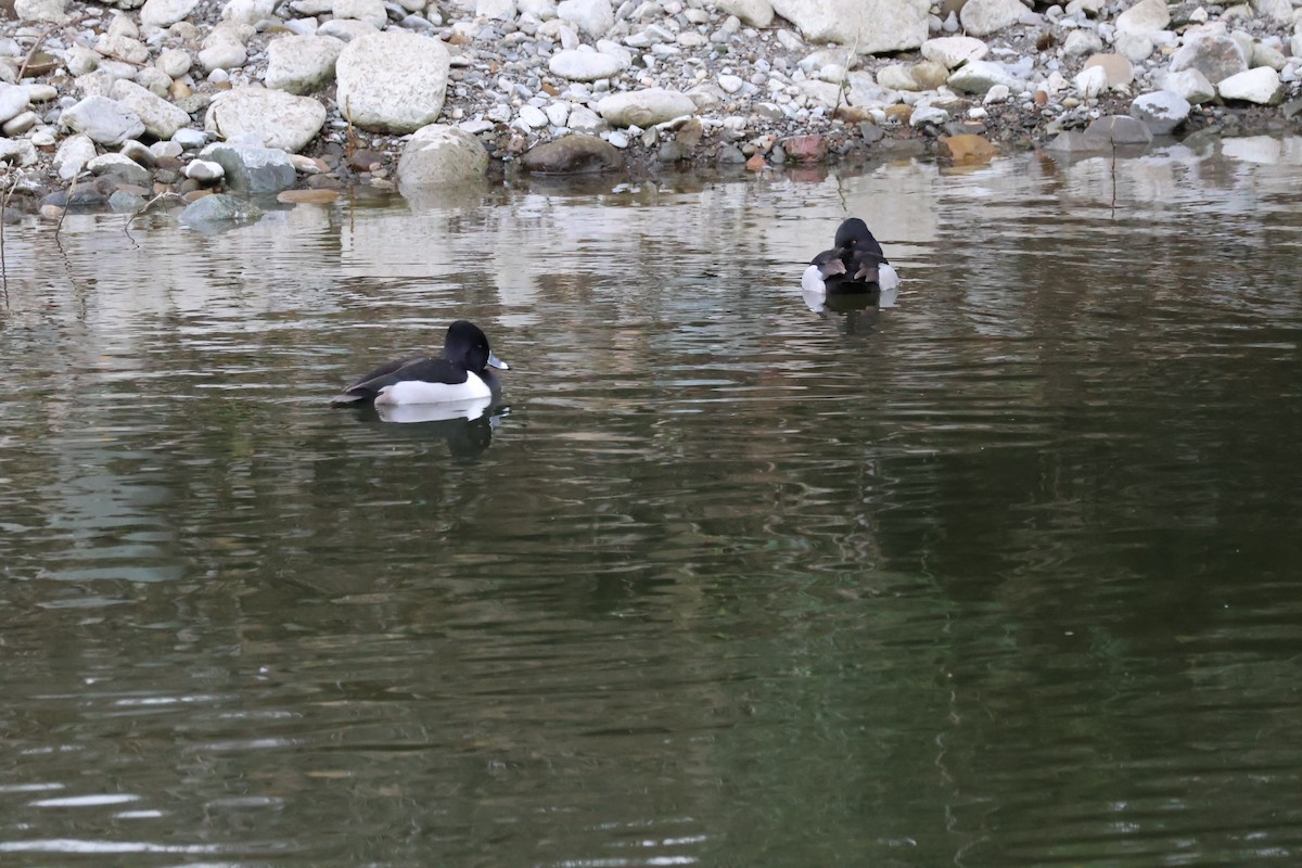 Ring-necked Duck - ML614417562