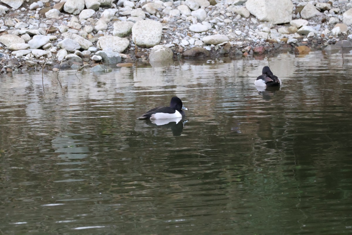 Ring-necked Duck - ML614417563