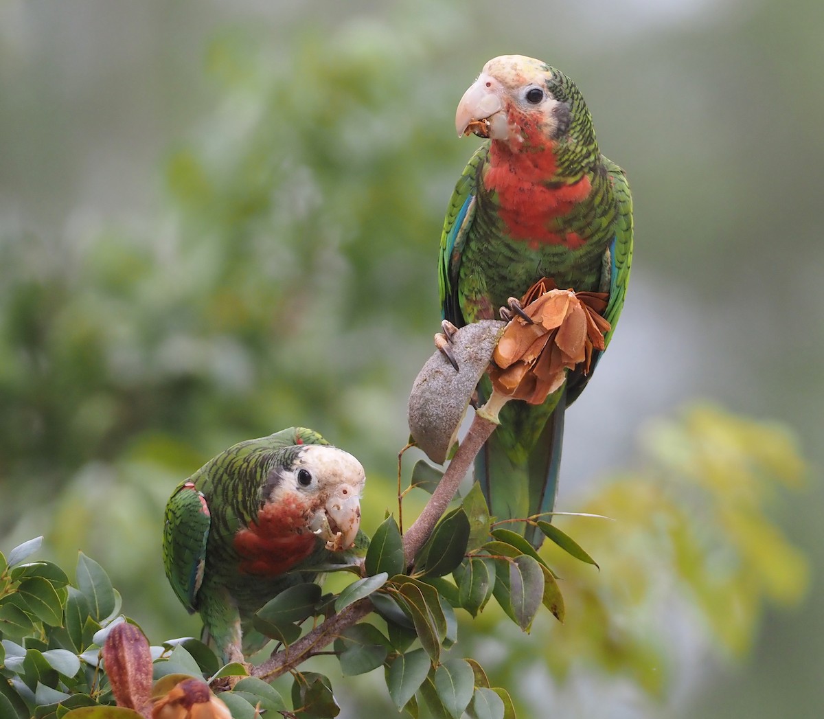 Cuban Parrot (Bahamas) - ML614417632