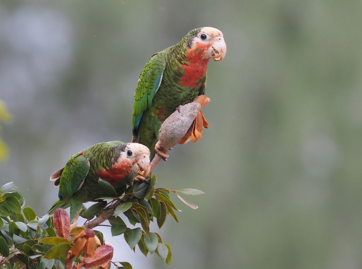 Cuban Parrot (Bahamas) - ML614417647
