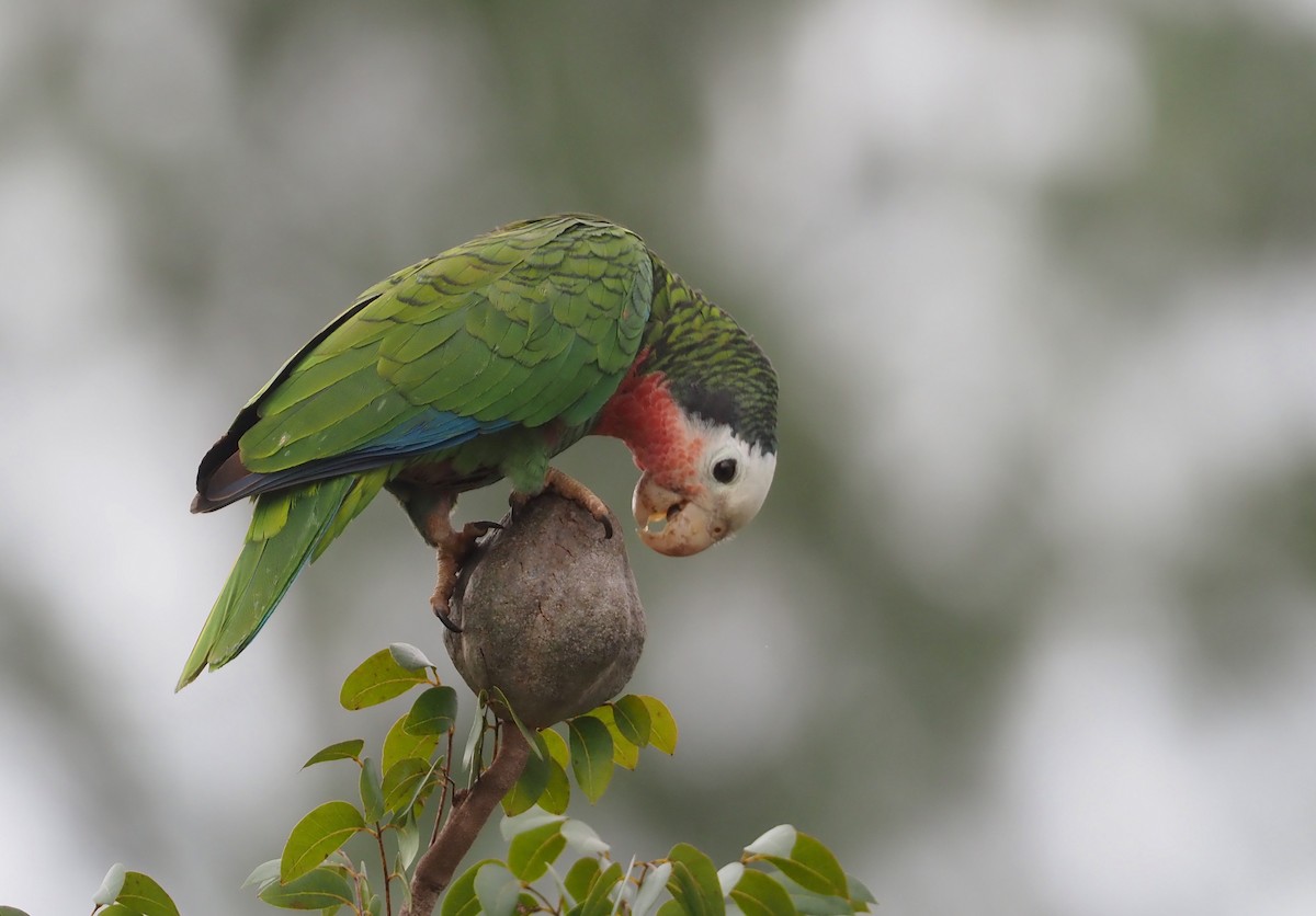 Cuban Parrot (Bahamas) - ML614417703