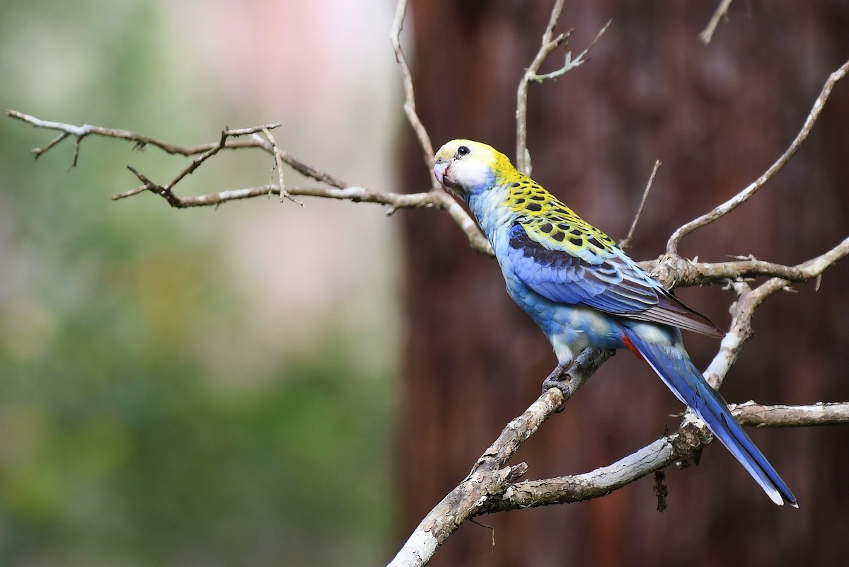 Pale-headed Rosella - ML61441771