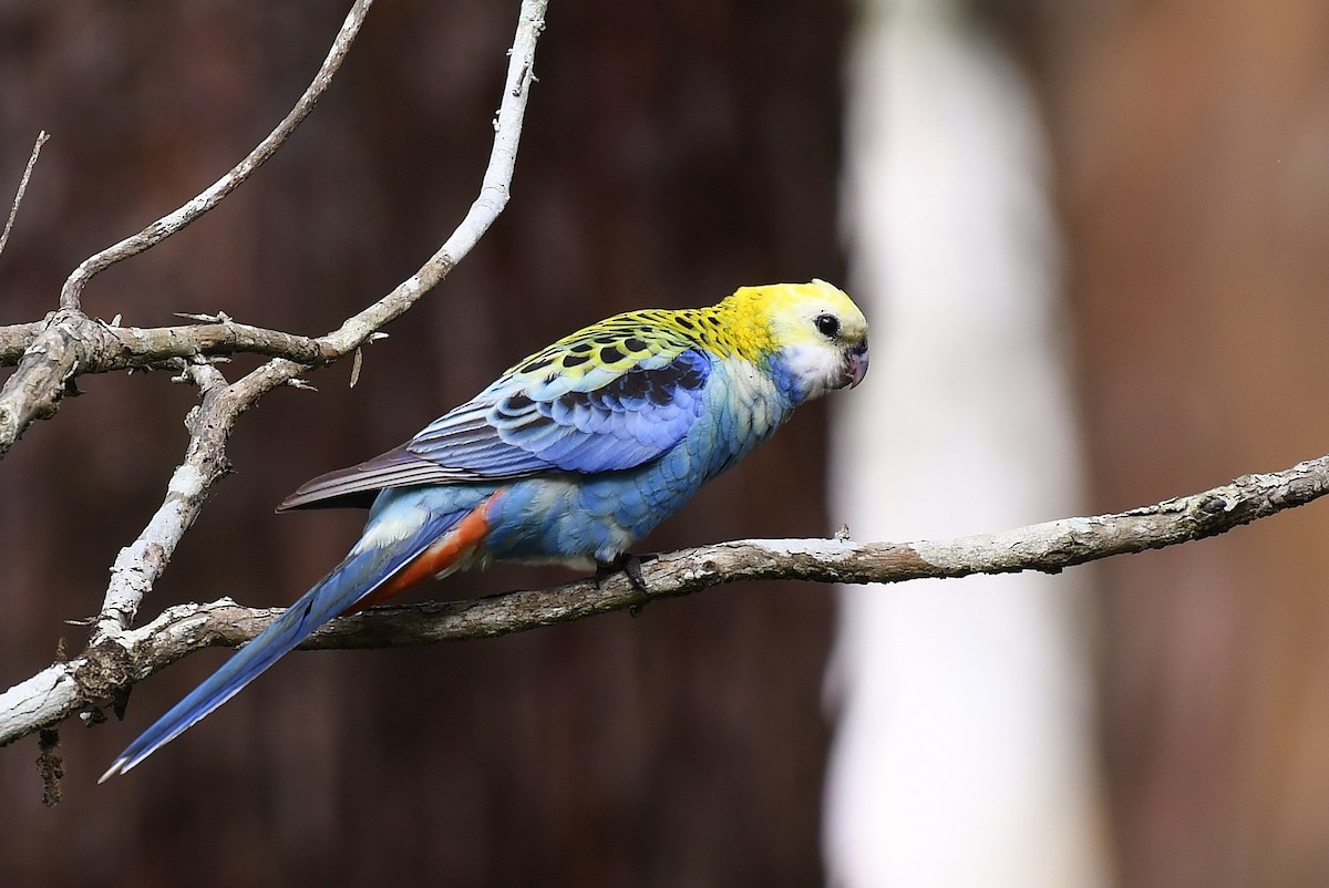 Pale-headed Rosella - ML61441781