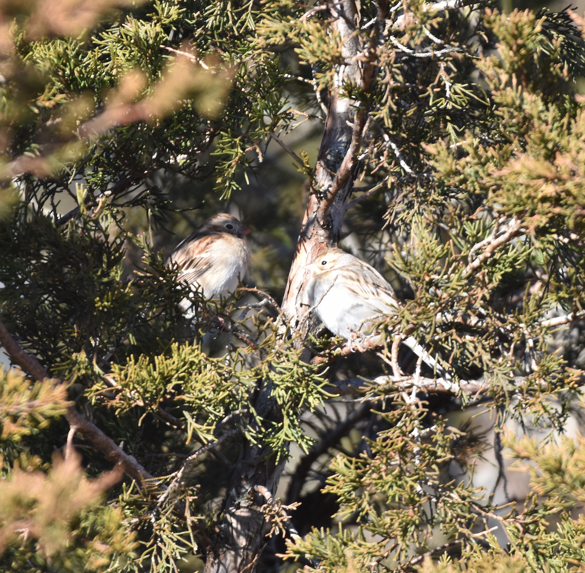 Clay-colored Sparrow - ML614417812