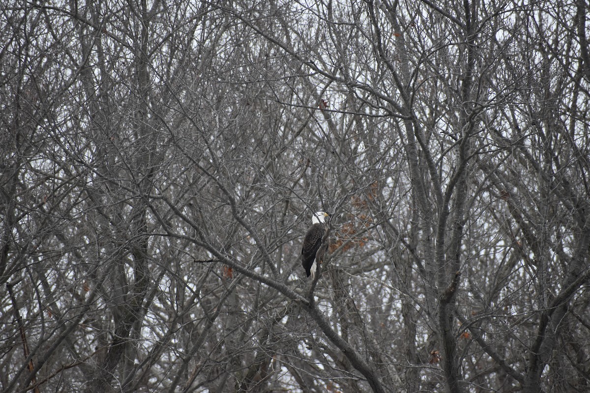 Weißkopf-Seeadler - ML614417838