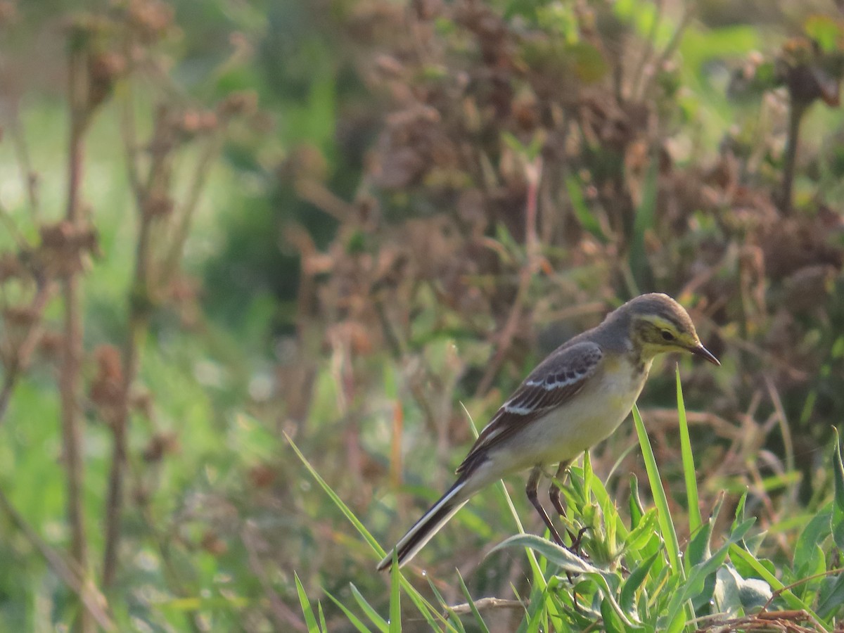 Citrine Wagtail - ML614417942