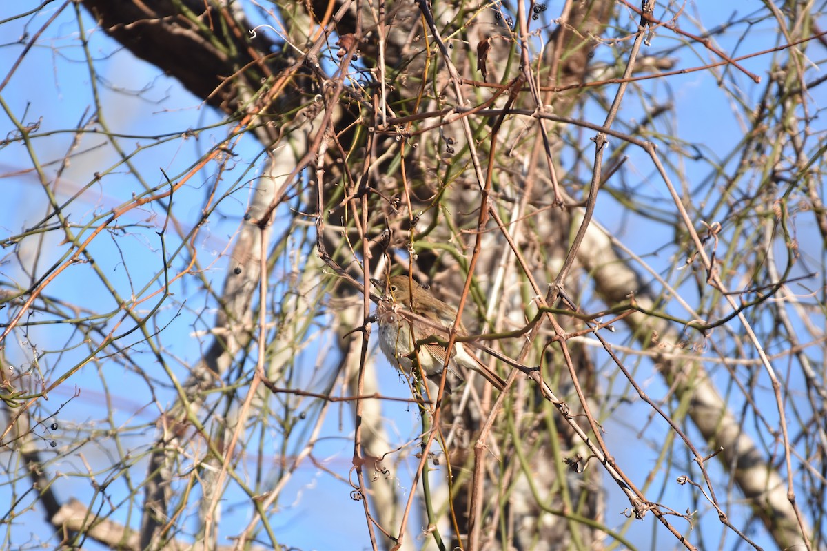 Hermit Thrush - ML614417970