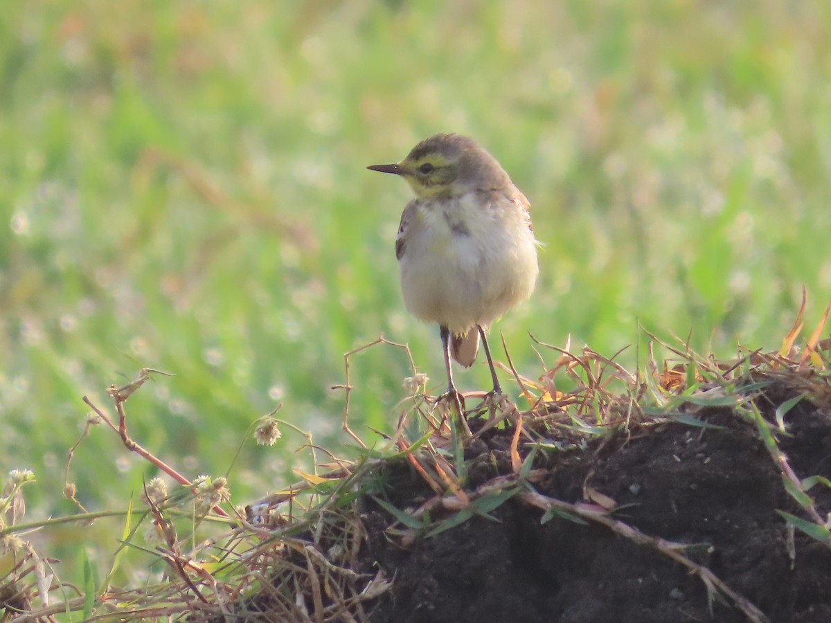 Citrine Wagtail - ML614417973