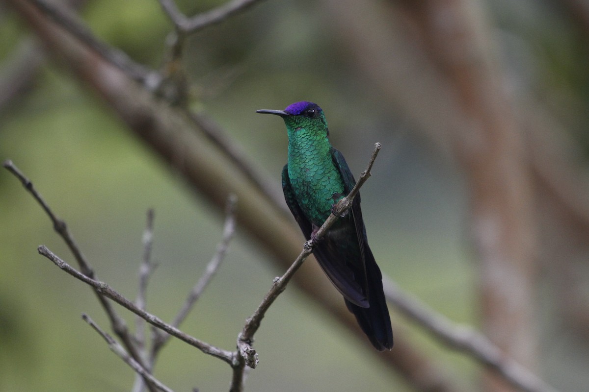 Violet-capped Woodnymph - Elenice Griboski