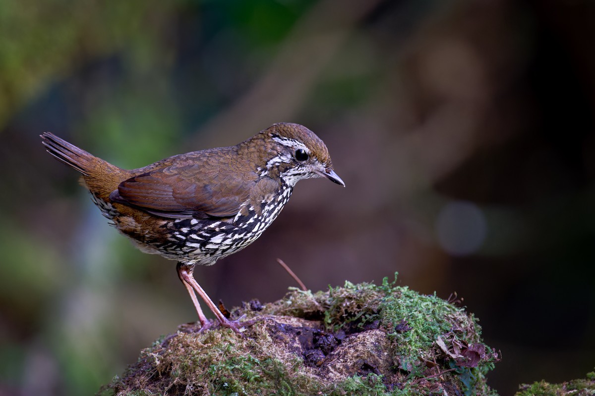 Schwartz's Antthrush - ML614417999