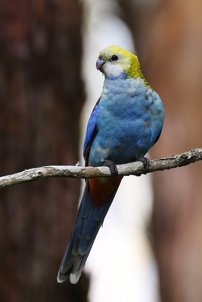 Pale-headed Rosella - ML61441801