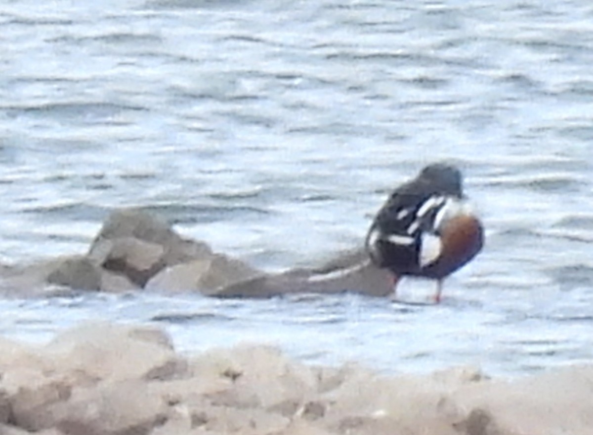 Northern Shoveler - ML614418016