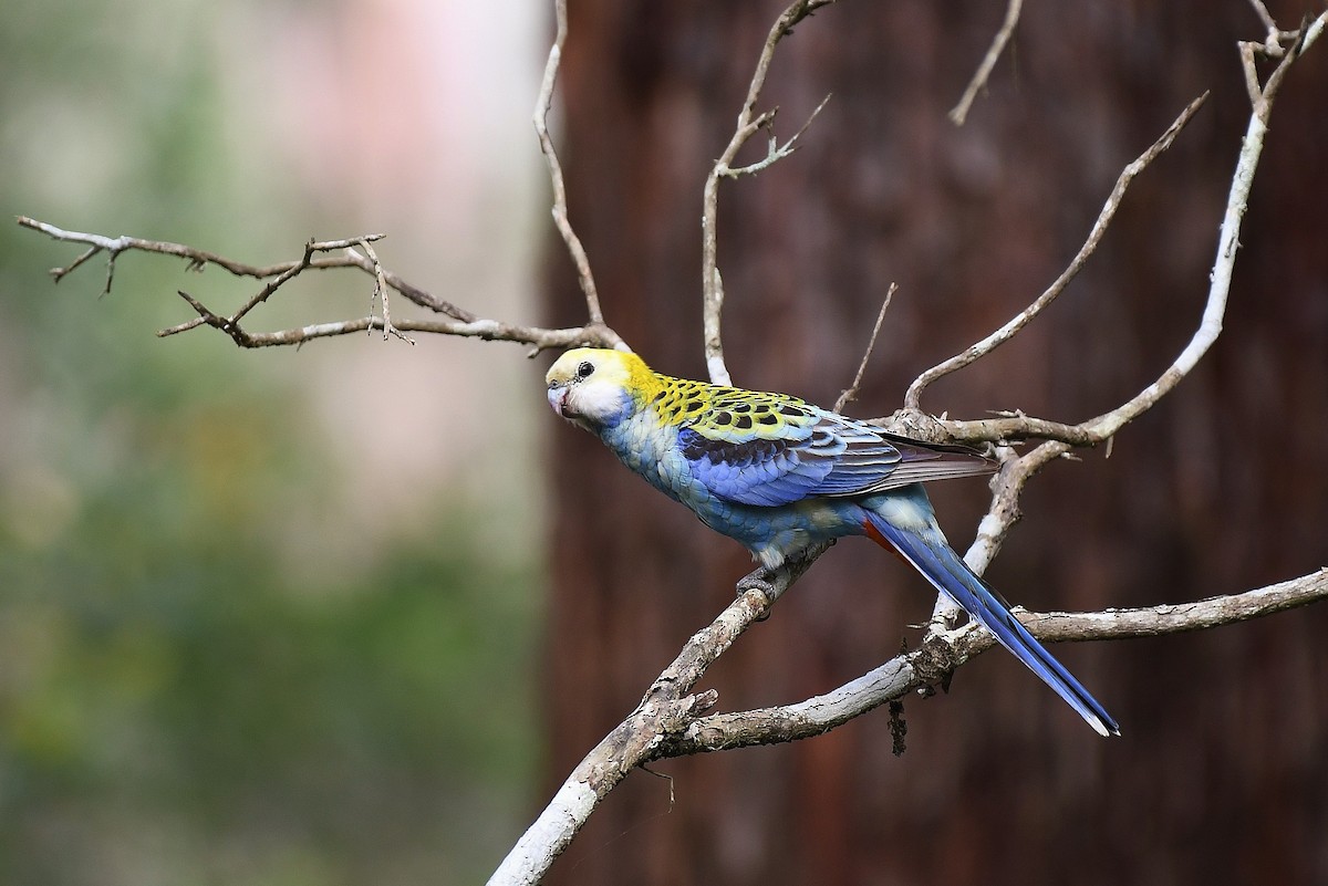 ホオアオサメクサインコ - ML61441811