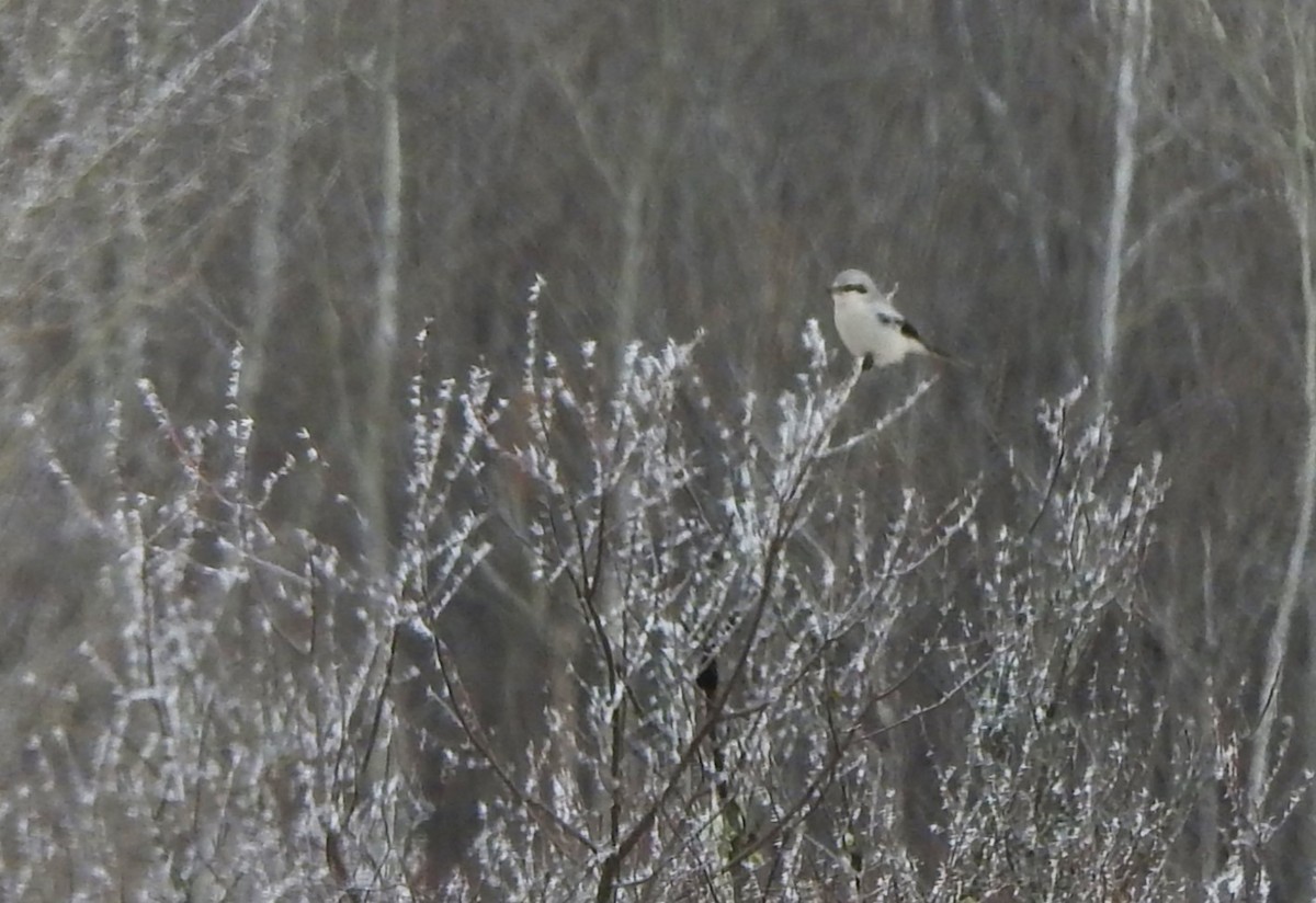 Northern Shrike - ML614418154