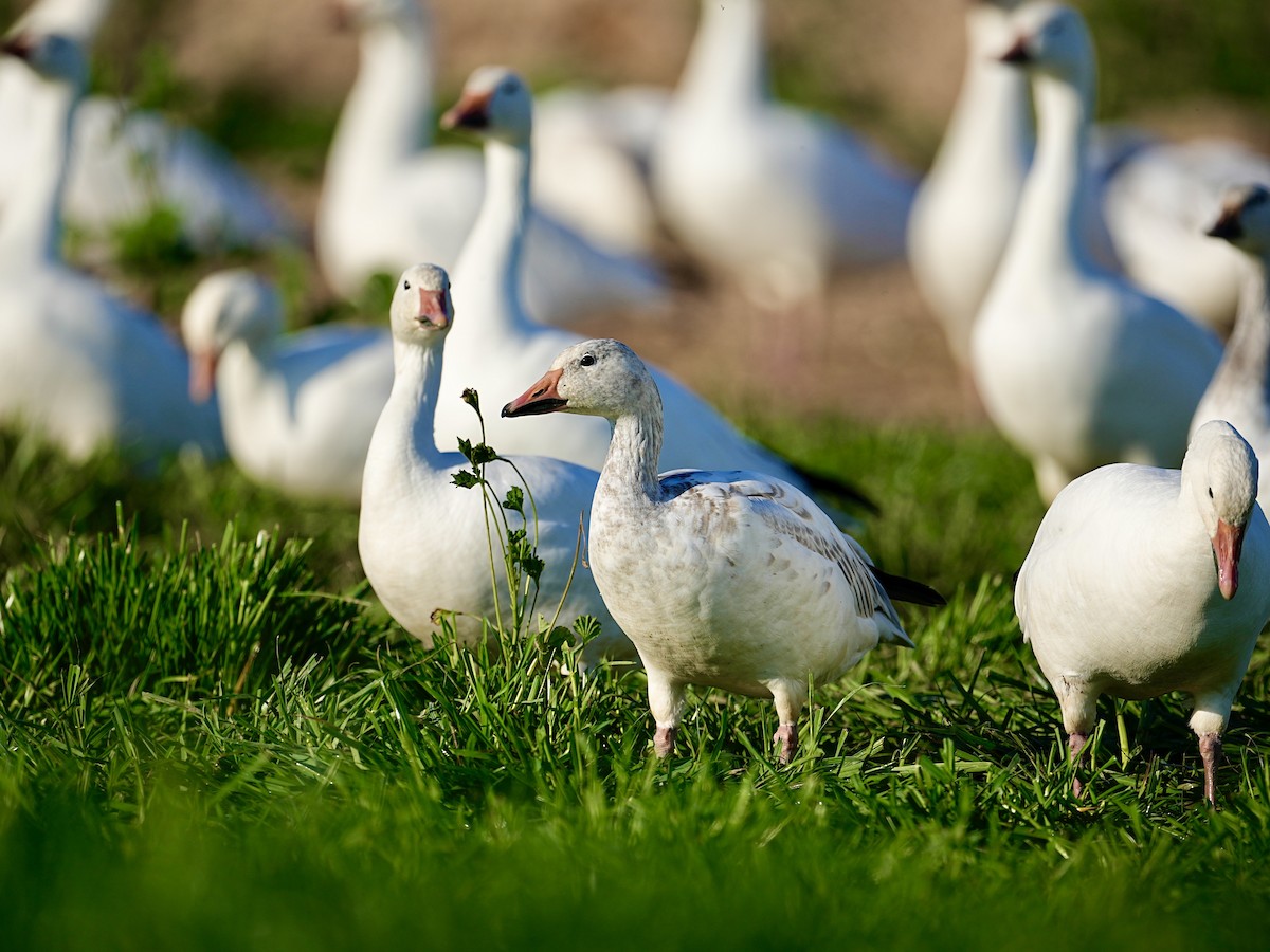 Snow Goose - Donald Estep