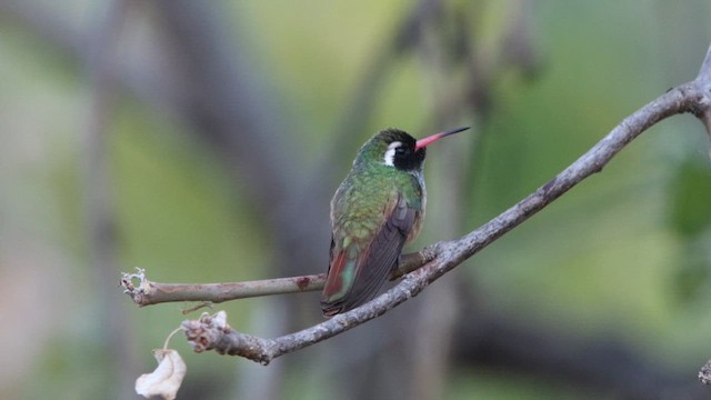 Schwarzstirn-Saphirkolibri - ML614418171