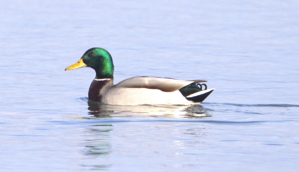 Canard colvert - ML614418307