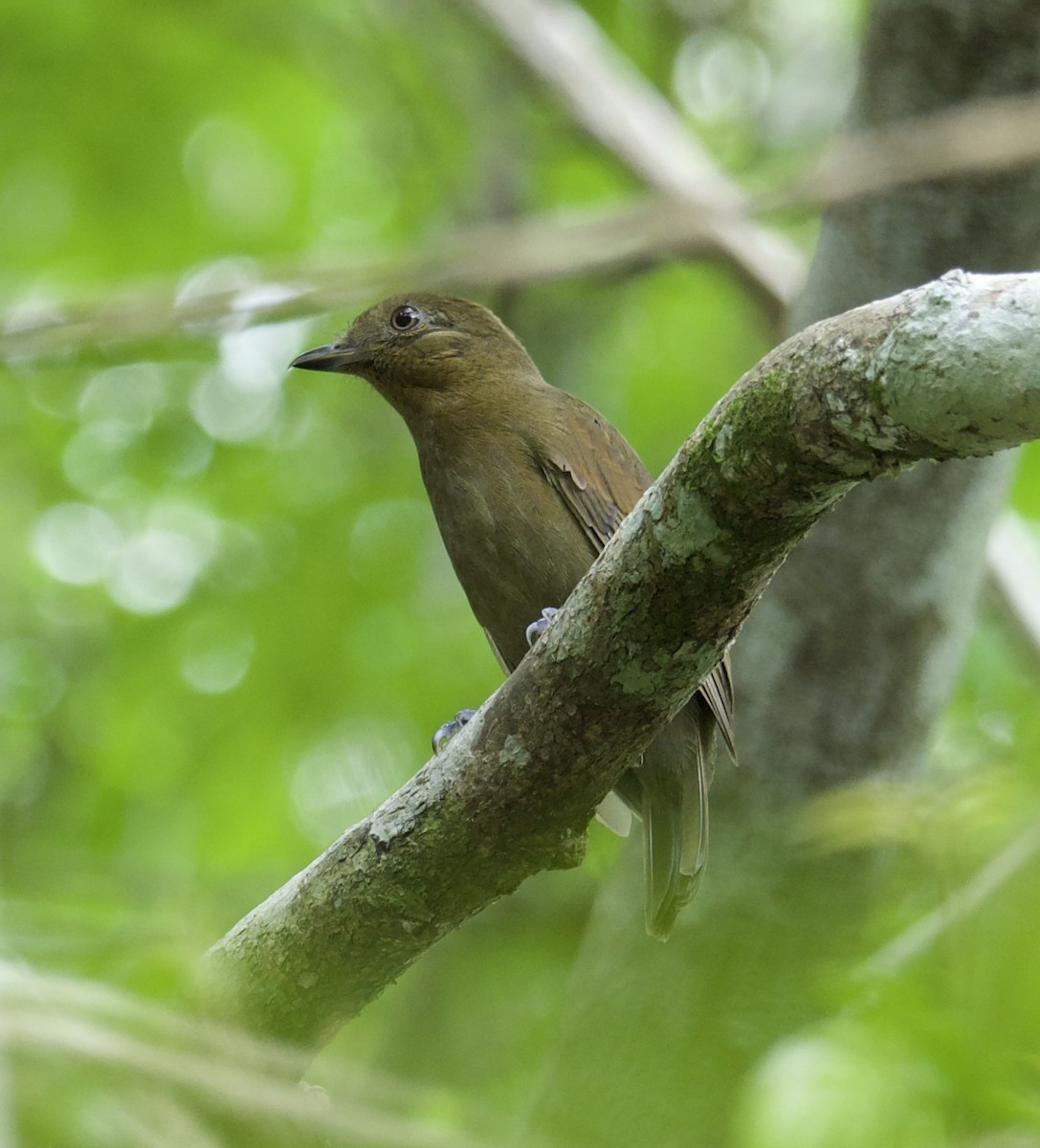 Brown-winged Schiffornis (Brown-winged) - Yve Morrell