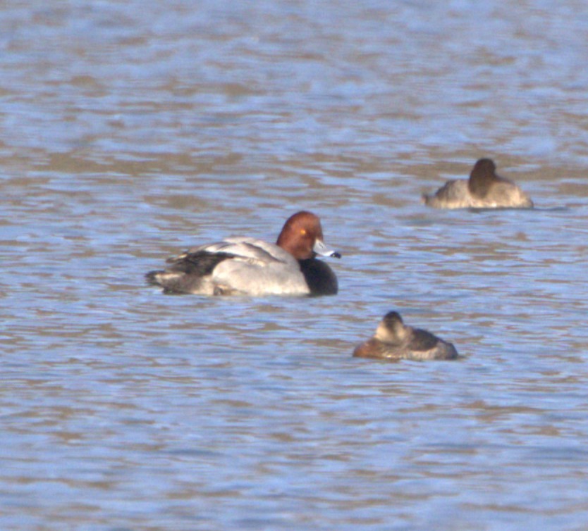 Redhead - David Nicosia