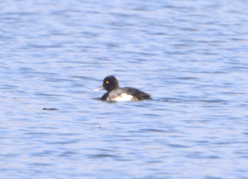 Lesser Scaup - David Nicosia