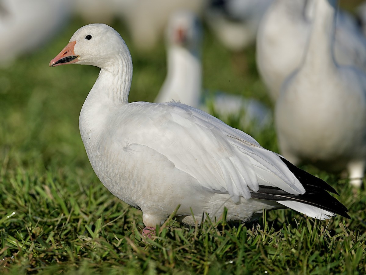 Snow Goose - Donald Estep