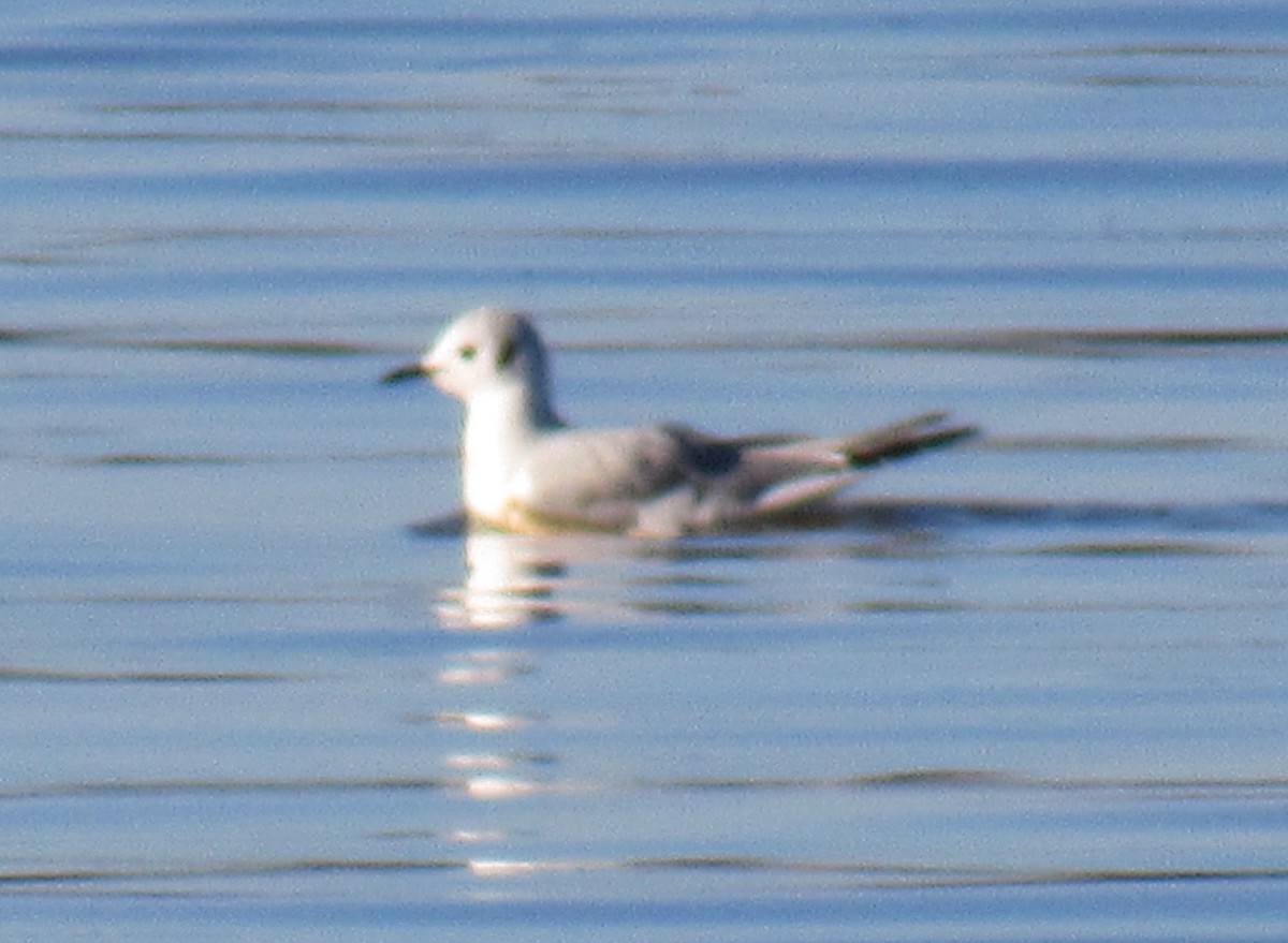 Bonaparte's Gull - ML614418372