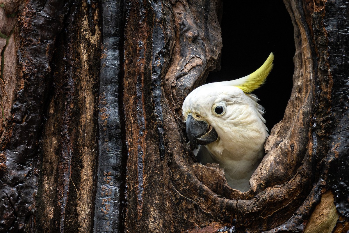 Sulphur-crested Cockatoo - Ross Bartholomew