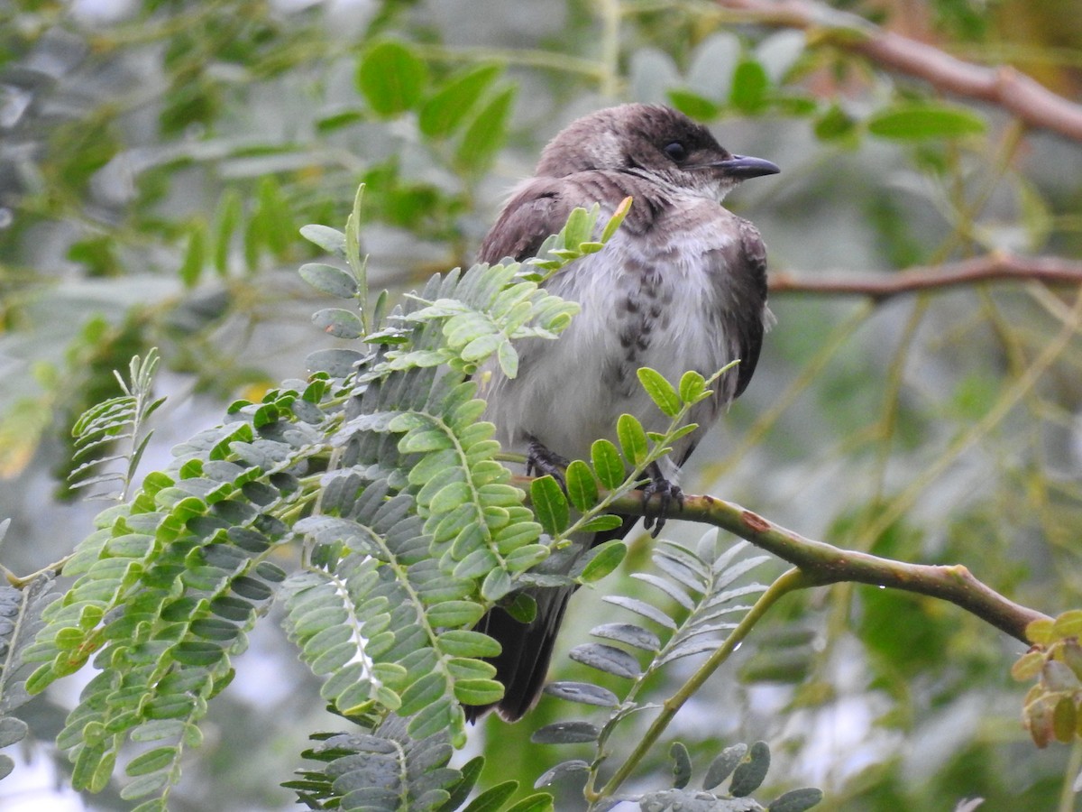 Brown-chested Martin - ML614418502