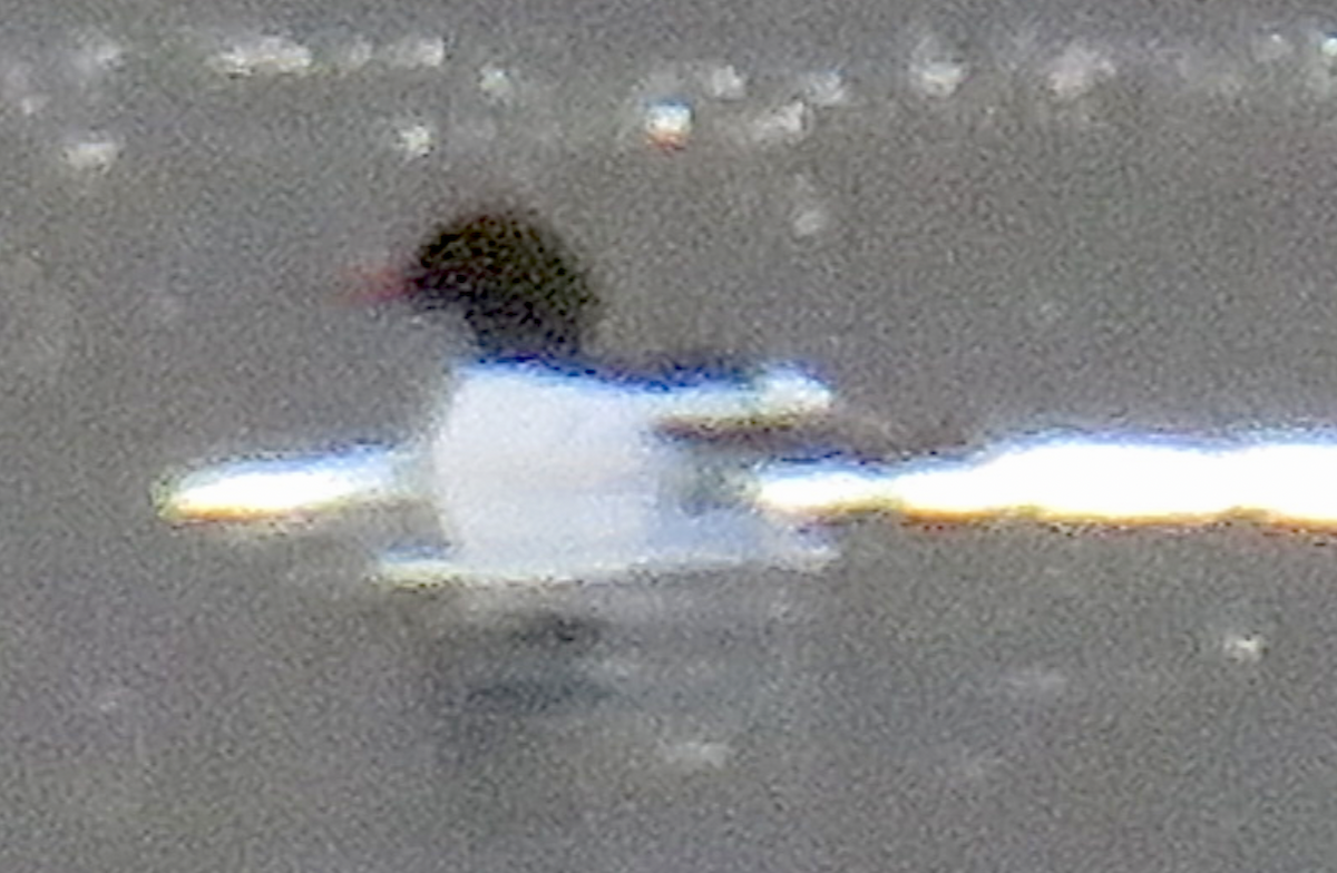 Common Merganser - ML614418511