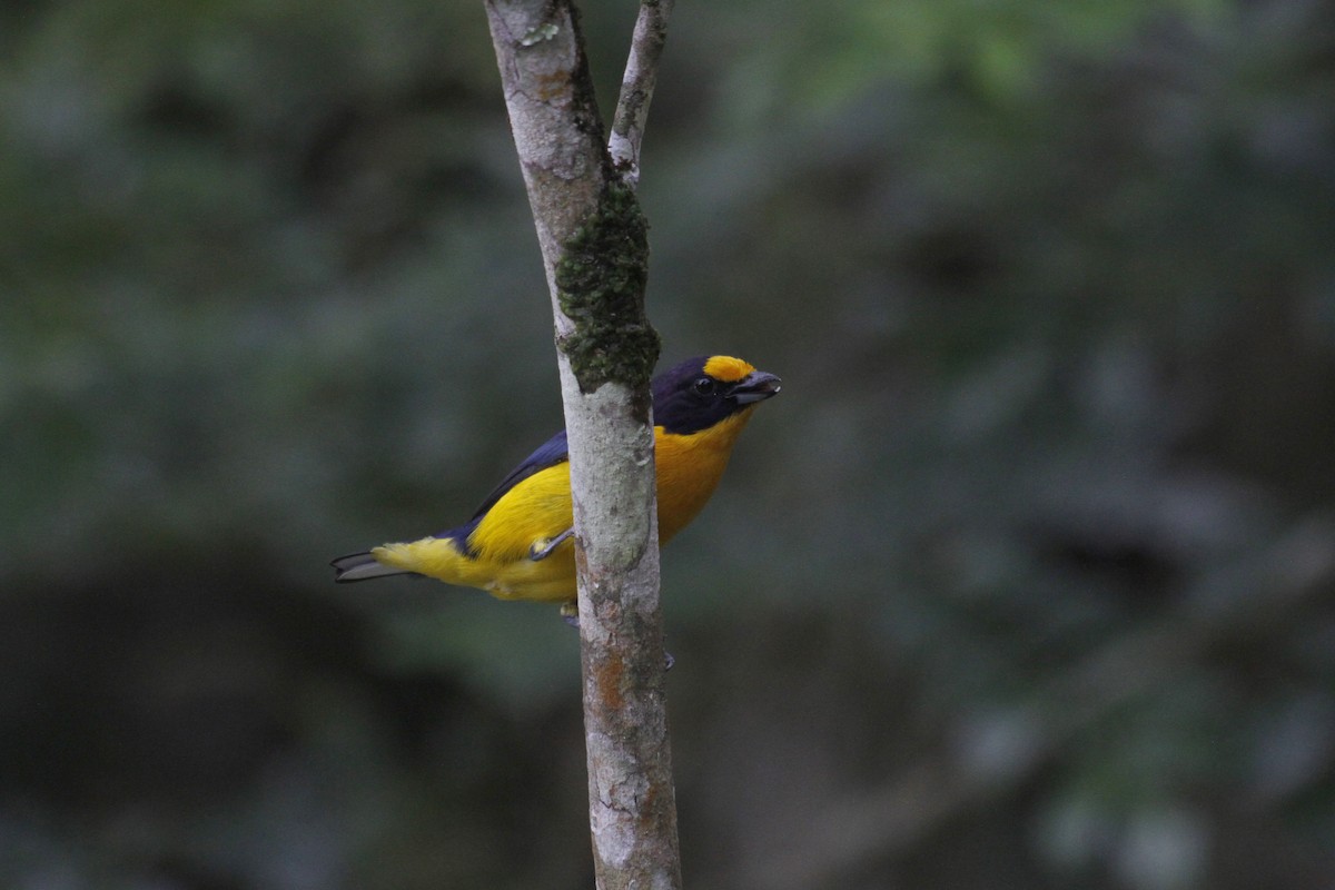 Violaceous Euphonia - Elenice Griboski