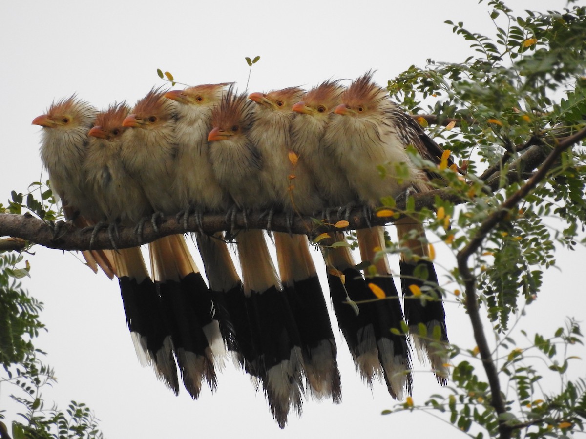 Guira Cuckoo - dario wendeler