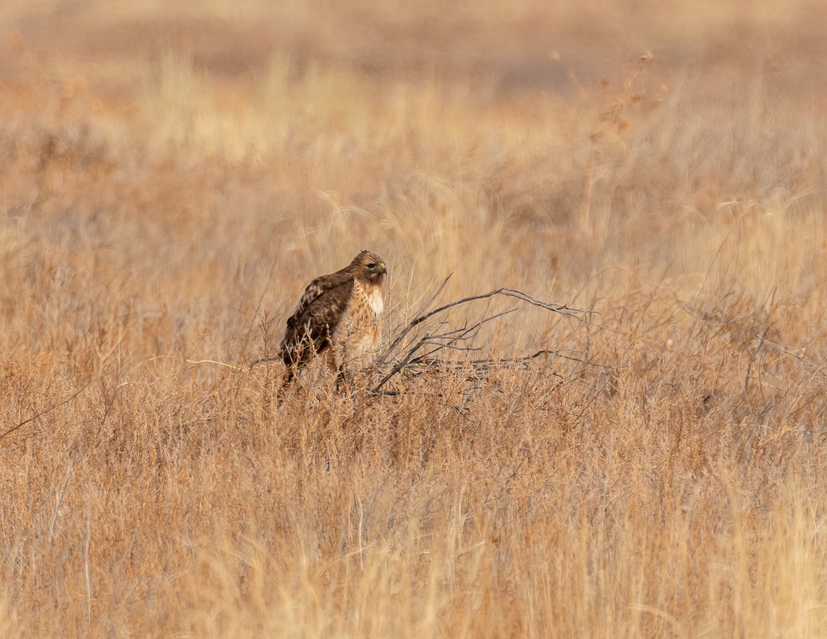 Red-tailed Hawk - ML614418596