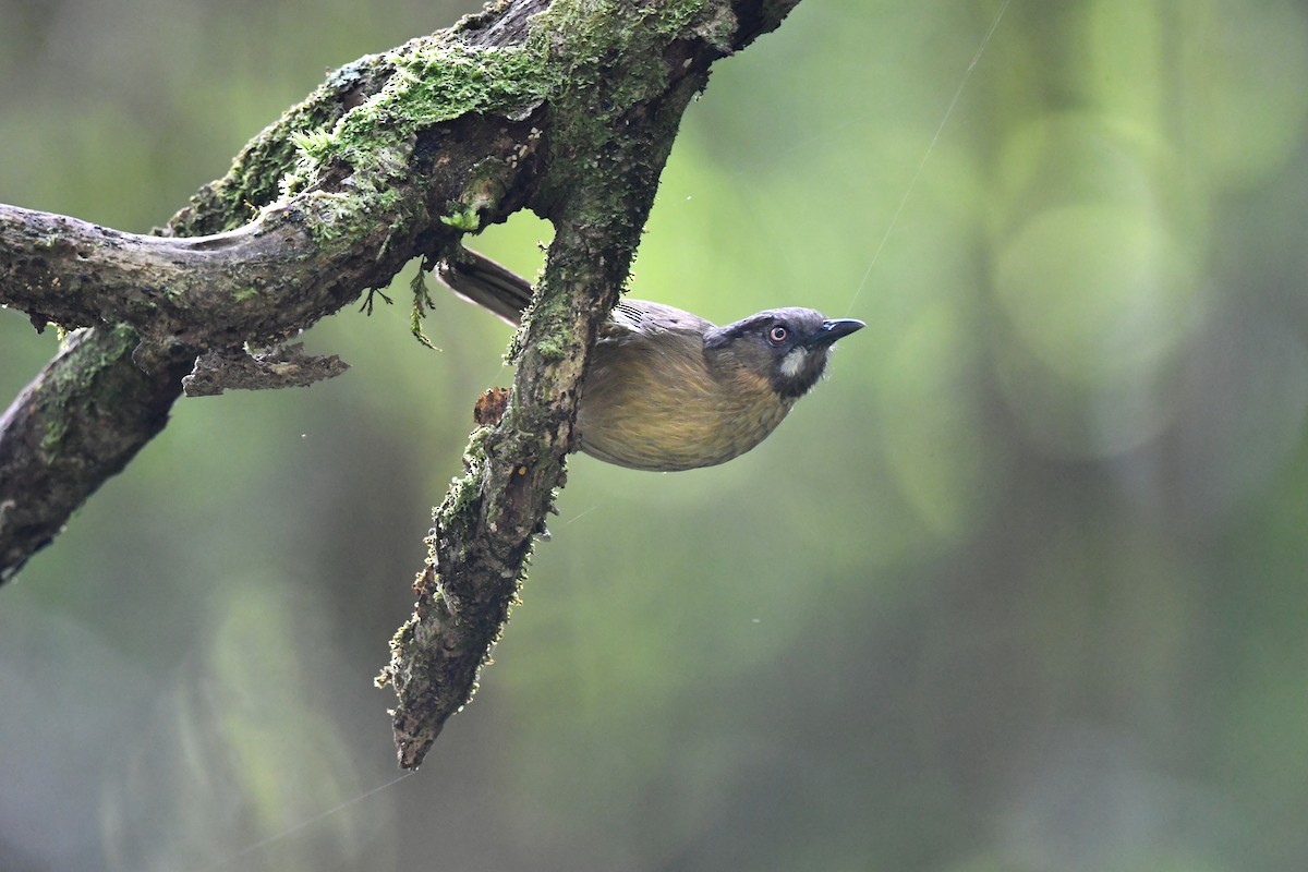 Gray-throated Babbler - Paul Shaffner