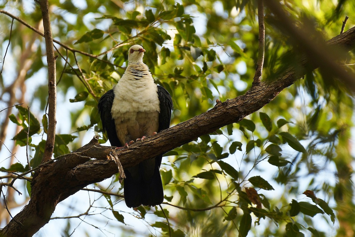 Pigeon leucomèle - ML61441861