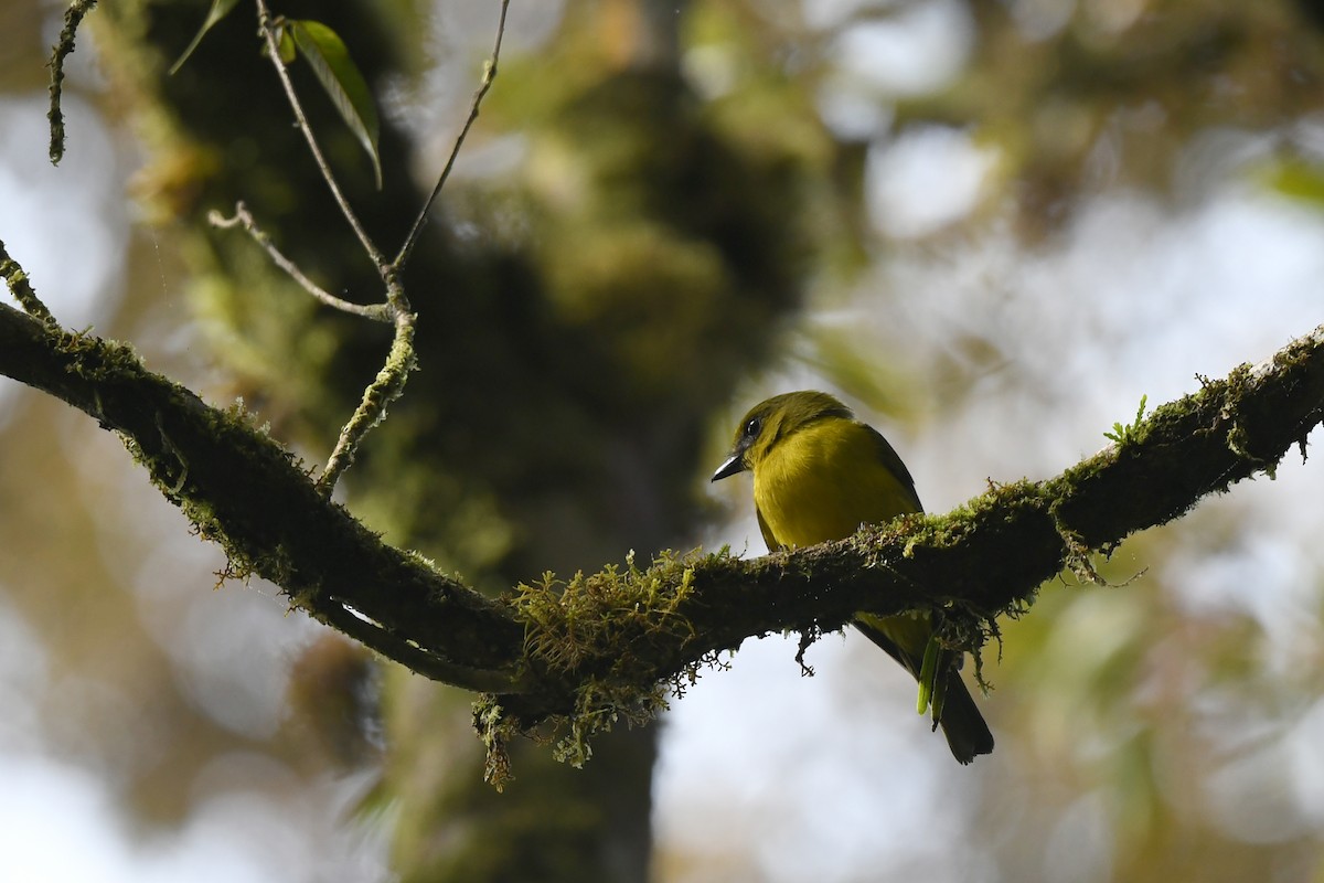 Bornean Whistler - ML614418686