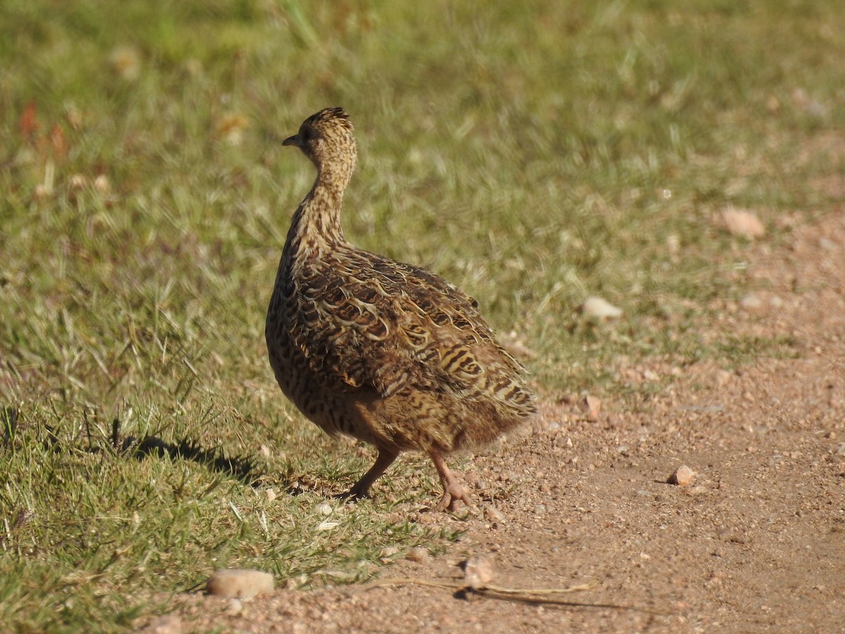 Darwin's Nothura - dario wendeler