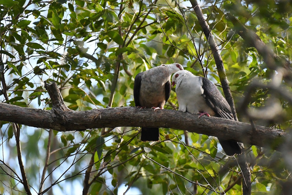 Pigeon leucomèle - ML61441871