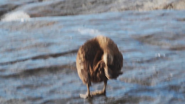 Common Eider - ML614418724