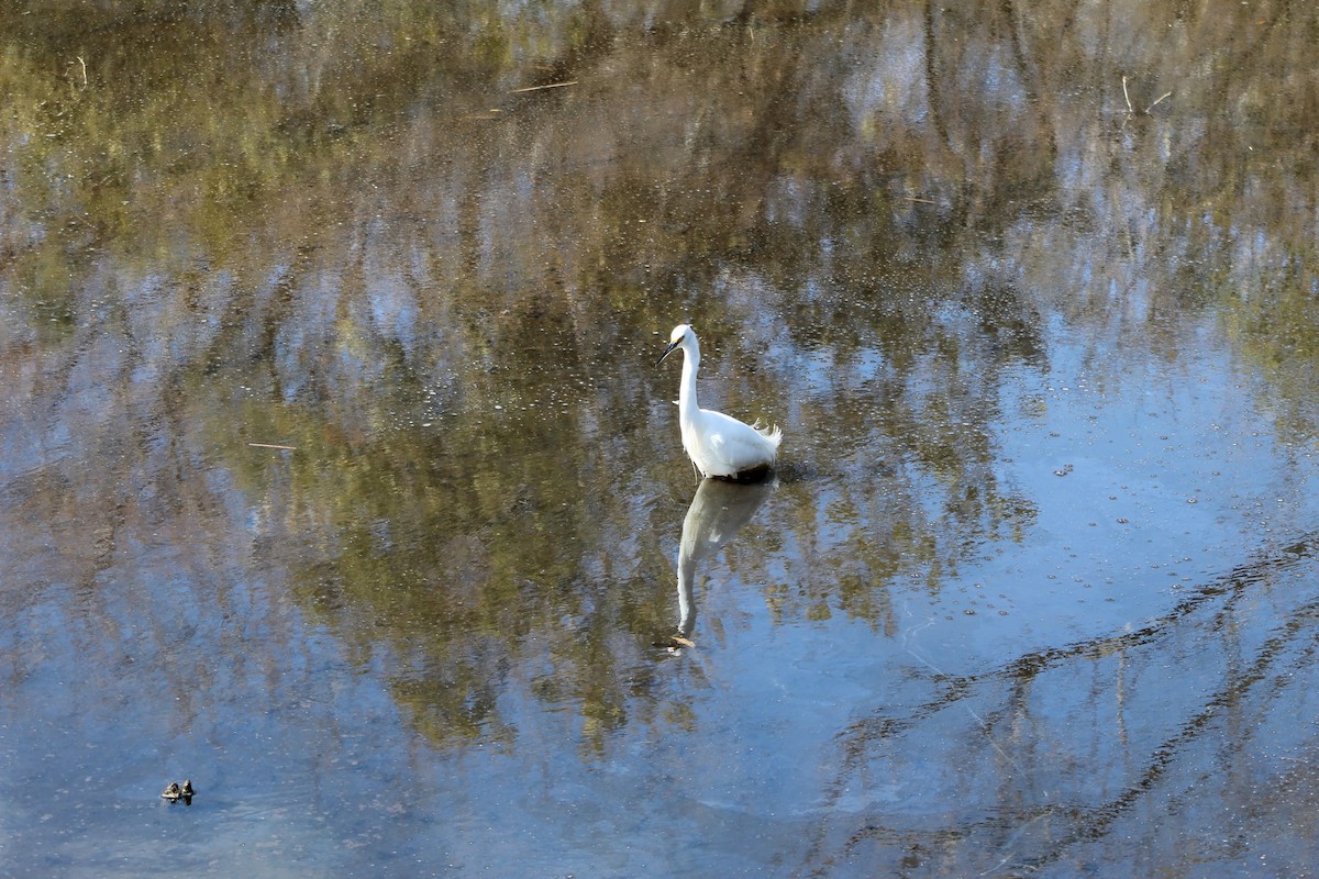 Snowy Egret - ML614418739