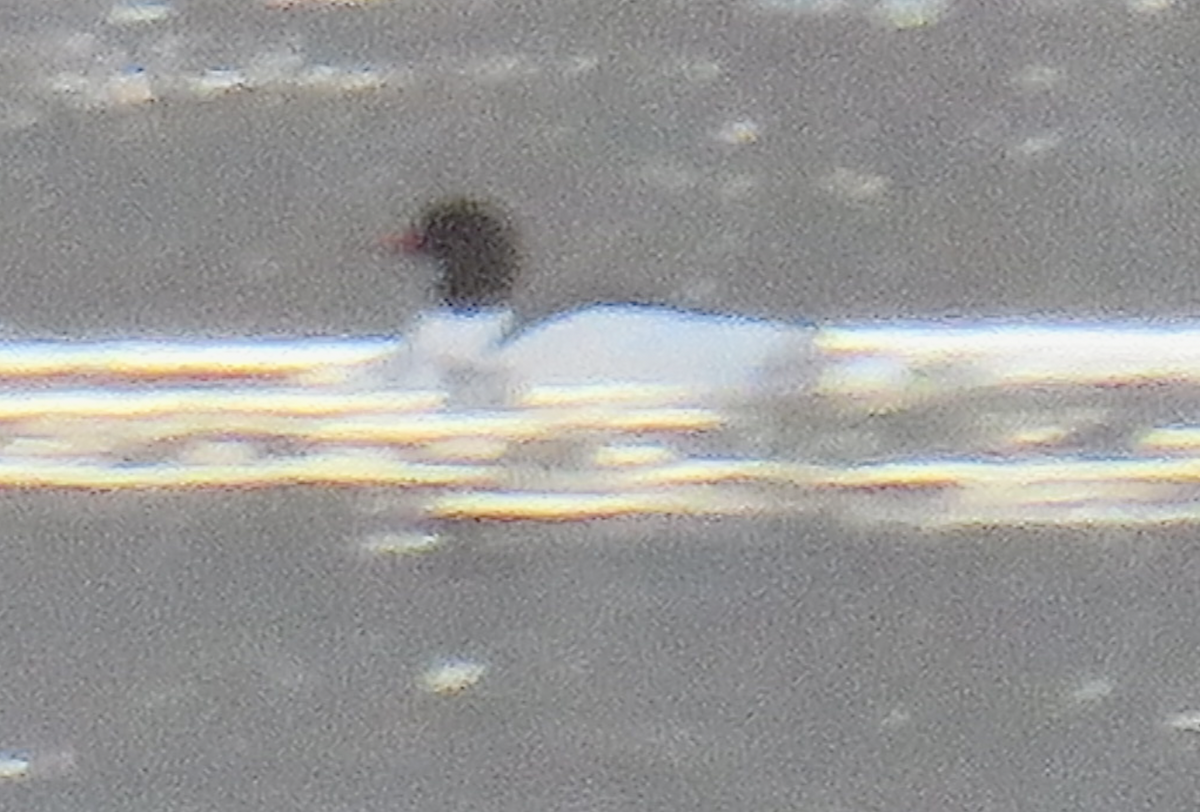 Common Merganser - ML614418804