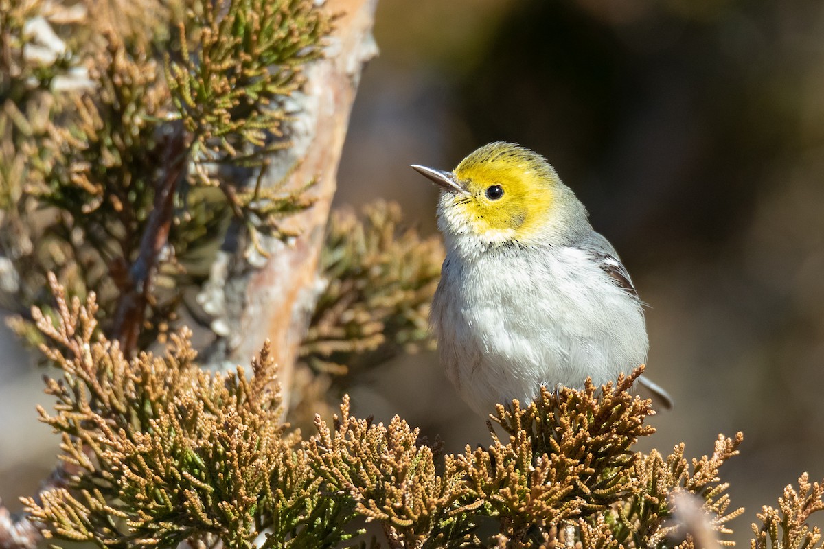 Hermit Warbler - ML614418848