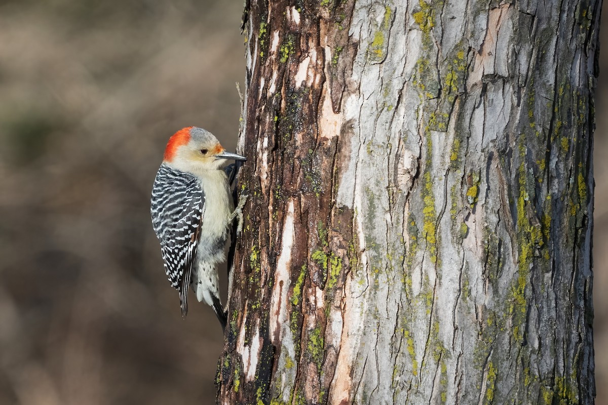 Red-bellied Woodpecker - ML614418893