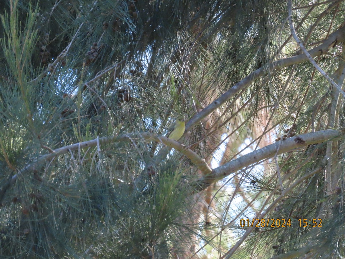 Lesser Goldfinch - ML614418917