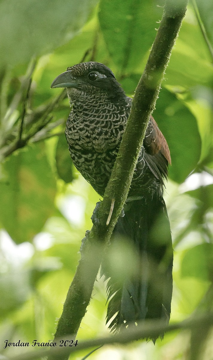 Banded Ground-Cuckoo - ML614418921