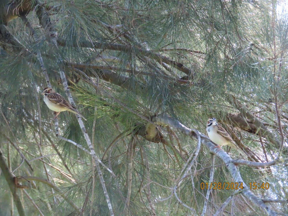 Lark Sparrow - ML614418924