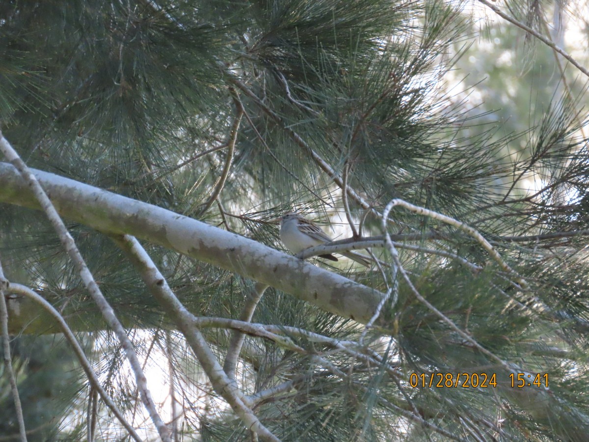 Chipping Sparrow - Kelly Coles