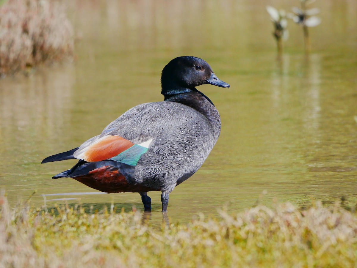 Paradise Shelduck - Mike Bickerdike